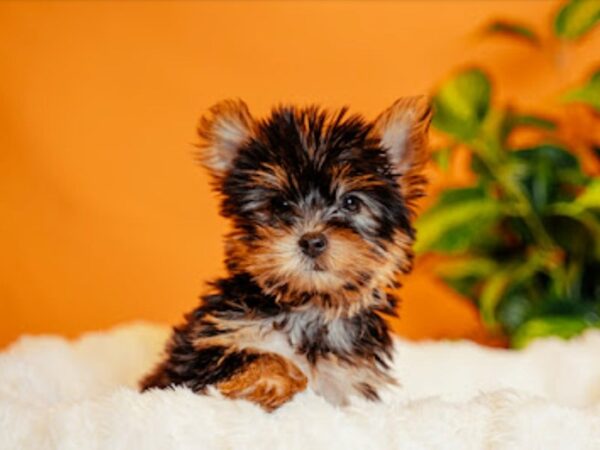 Yorkshire Terrier-Dog-Male-Black and Tan-2141-PetCenter Old Bridge, New Jersey