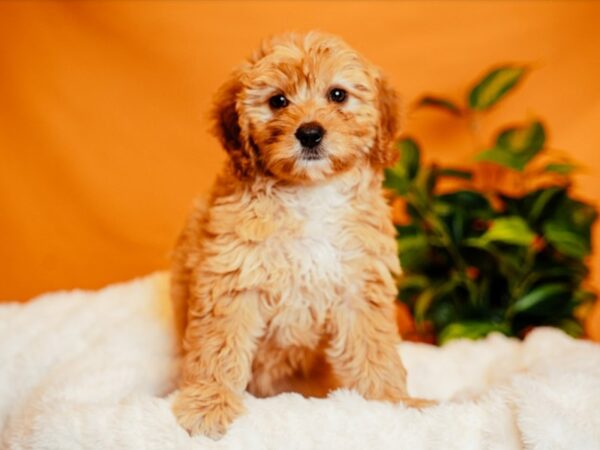Mini Goldendoodle-Dog-Female-Red-2139-PetCenter Old Bridge, New Jersey