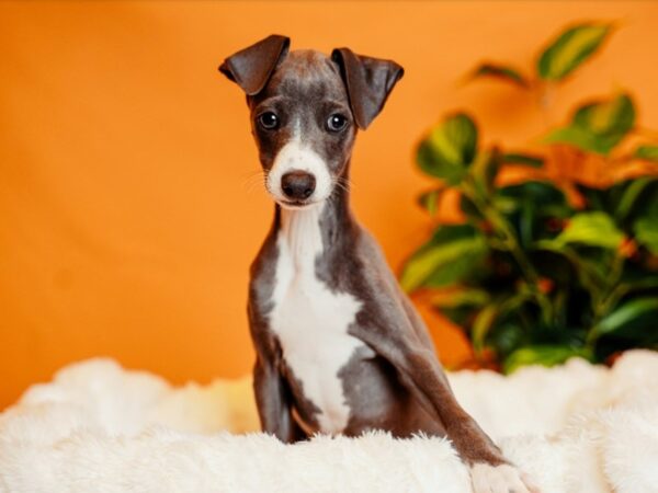 Italian Greyhound-Dog-Male-Blue-2137-PetCenter Old Bridge, New Jersey