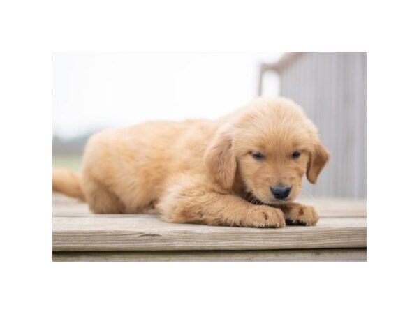 Golden Retriever-Dog-Male-Dark Golden-2153-PetCenter Old Bridge, New Jersey