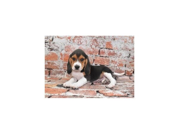 Beagle-Dog-Female-Black White and Tan-2156-PetCenter Old Bridge, New Jersey