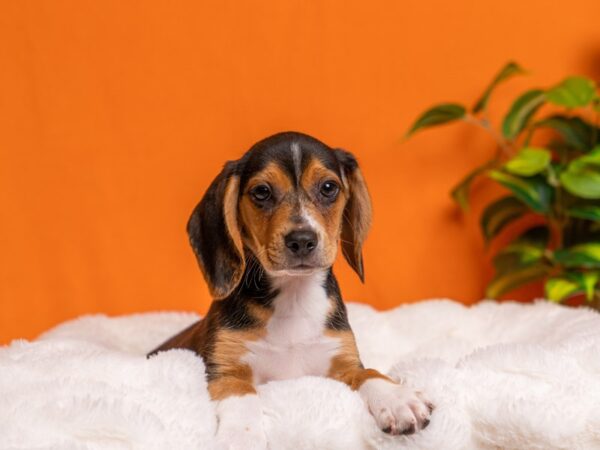 Beagle-Dog-Male-Black Tan and White-2157-PetCenter Old Bridge, New Jersey