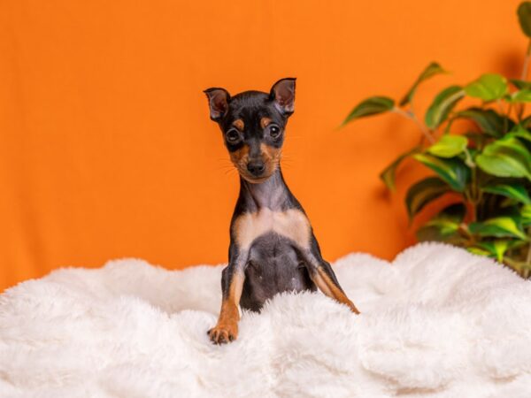 Miniature Pinscher-Dog-Female-Black / Rust-2148-PetCenter Old Bridge, New Jersey