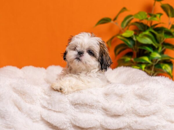 Shih Tzu-Dog-Female-Brown / White-2147-PetCenter Old Bridge, New Jersey