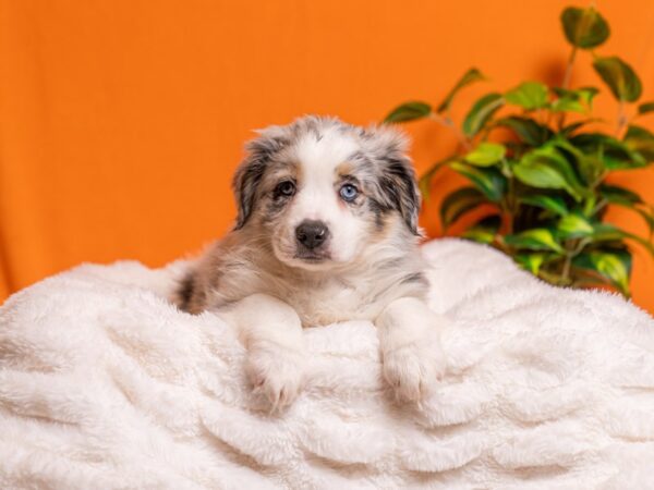 Miniature Australian Shepherd-Dog-Male-Blue Merle White and Tan-2158-PetCenter Old Bridge, New Jersey