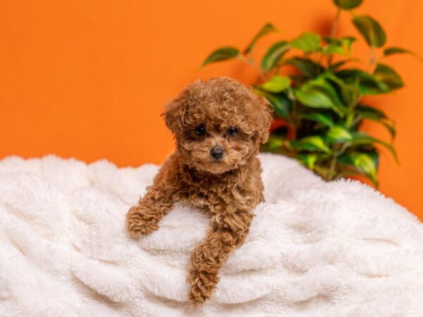 Poodle-Dog-Female-Red-2149-PetCenter Old Bridge, New Jersey