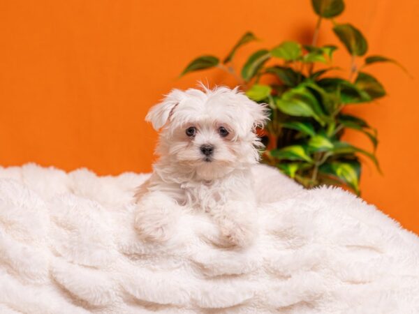 Maltese-Dog-Female-White-2155-PetCenter Old Bridge, New Jersey