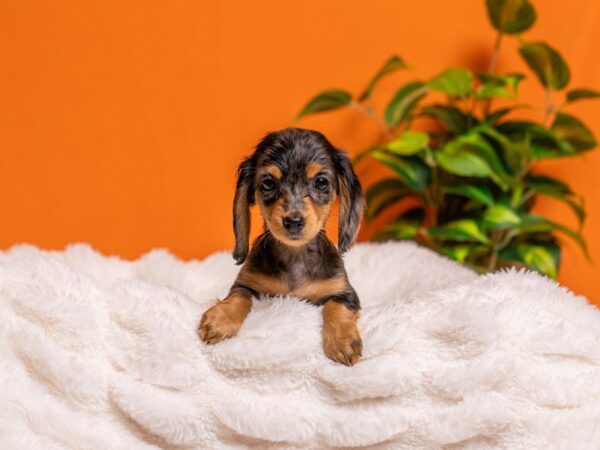 Dachshund-Dog-Female-Blue Dapple-2150-PetCenter Old Bridge, New Jersey