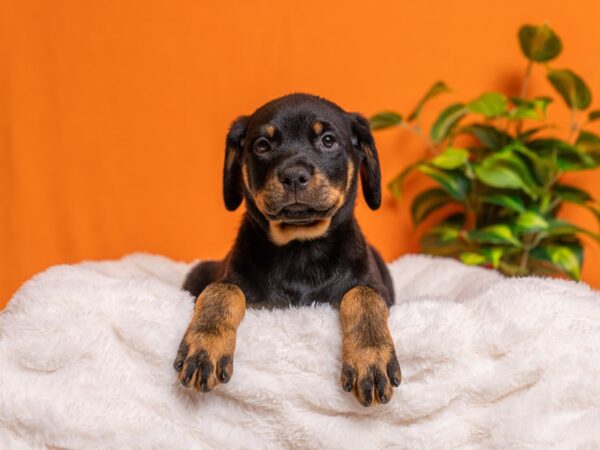 Rottweiler-Dog-Male-Black and Mahogany-2161-PetCenter Old Bridge, New Jersey