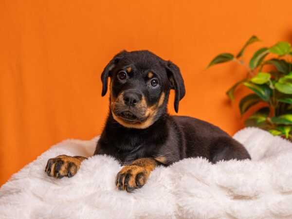 Rottweiler-Dog-Female-Black and Mahogany-2160-PetCenter Old Bridge, New Jersey
