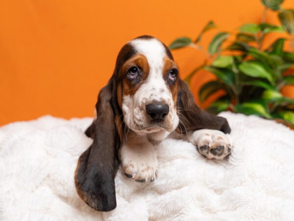 Basset Hound-Dog-Female-Tri-Colored-2172-PetCenter Old Bridge, New Jersey