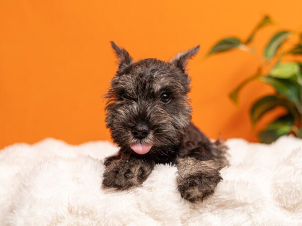 Miniature Schnauzer-Dog-Male-Salt / Pepper-2168-PetCenter Old Bridge, New Jersey