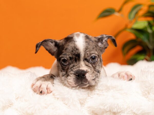Boston Terrier-Dog-Male-Blue Merle-2166-PetCenter Old Bridge, New Jersey