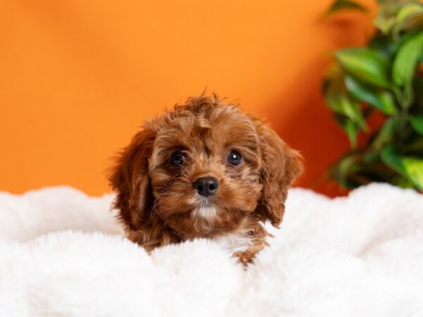Cavapoo-Dog-Male-Red-2176-PetCenter Old Bridge, New Jersey