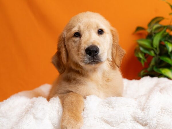 Golden Retriever-Dog-Male-Golden-2174-PetCenter Old Bridge, New Jersey