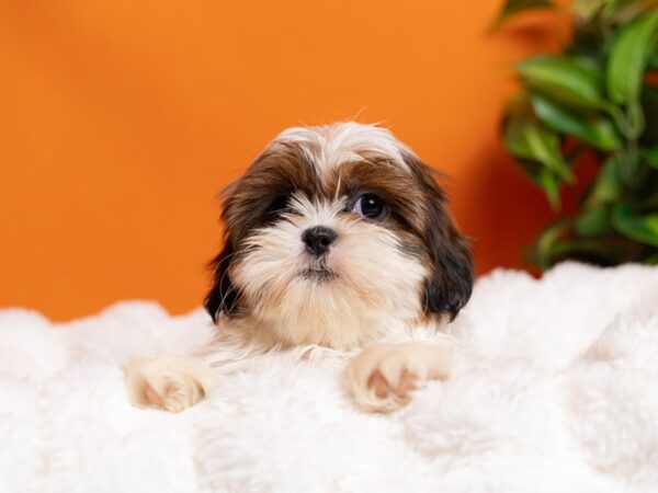 Shih Tzu-Dog-Male-Brown and White-2179-PetCenter Old Bridge, New Jersey