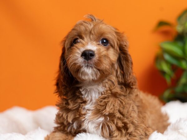 Cavapoo-Dog-Female-Red-2177-PetCenter Old Bridge, New Jersey