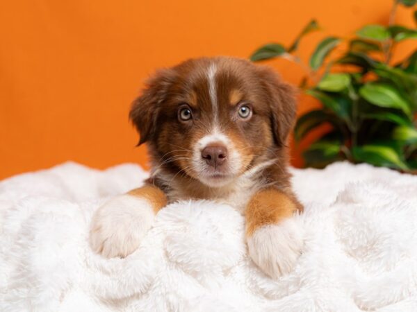 Australian Shepherd-Dog-Male-Red-2173-PetCenter Old Bridge, New Jersey