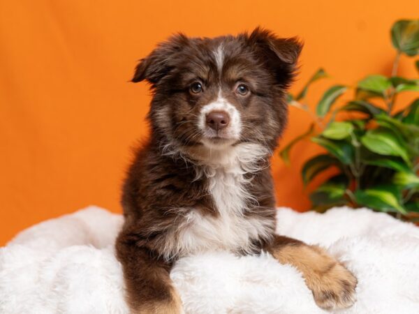 Miniature Australian Shepherd-Dog-Female-Red and White-2178-PetCenter Old Bridge, New Jersey