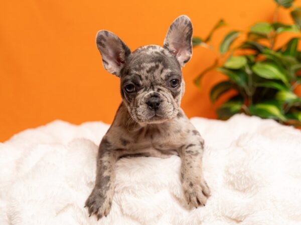 French Bulldog-Dog-Female-Blue Merle-2171-PetCenter Old Bridge, New Jersey
