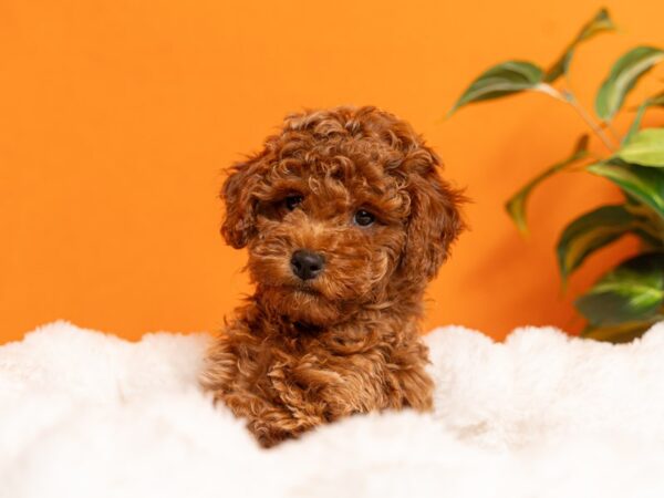 Poodle-Dog-Female-Red-2164-PetCenter Old Bridge, New Jersey