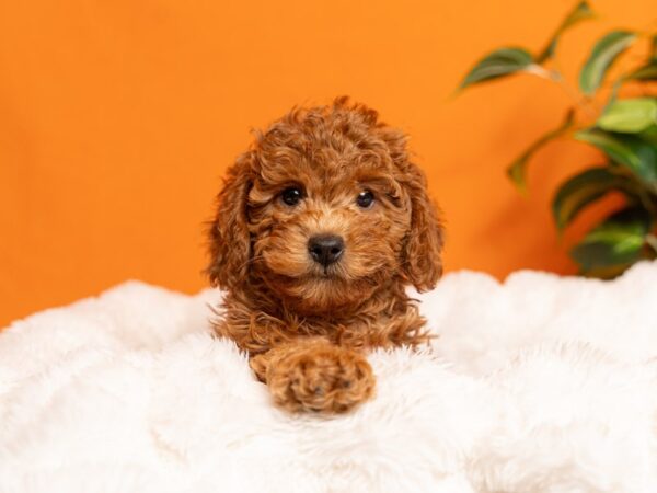 Poodle-Dog-Male-Red-2165-PetCenter Old Bridge, New Jersey