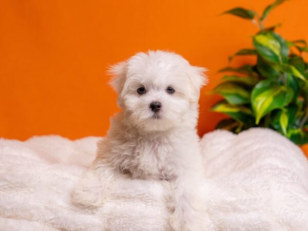 Maltipoo-Dog-Male-White-2200-PetCenter Old Bridge, New Jersey