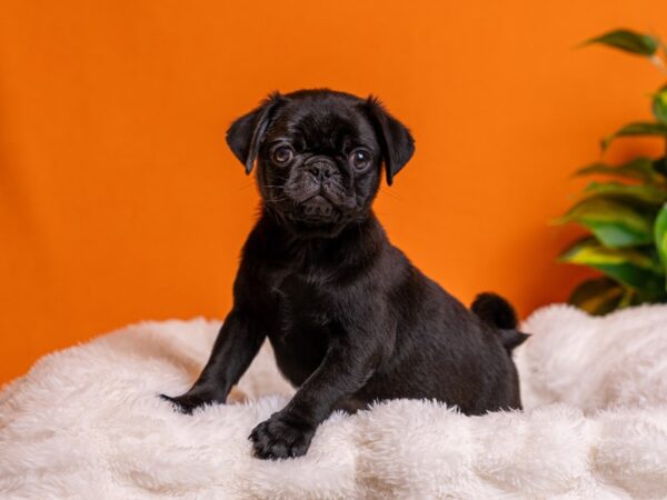 Pug-Dog-Male-Black-2199-PetCenter Old Bridge, New Jersey