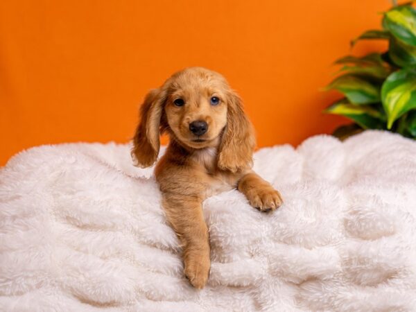 Dachshund-Dog-Male-Cream-2182-PetCenter Old Bridge, New Jersey