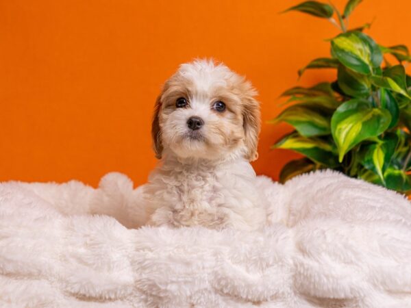 Cavachon-Dog-Female-Blenheim-2183-PetCenter Old Bridge, New Jersey