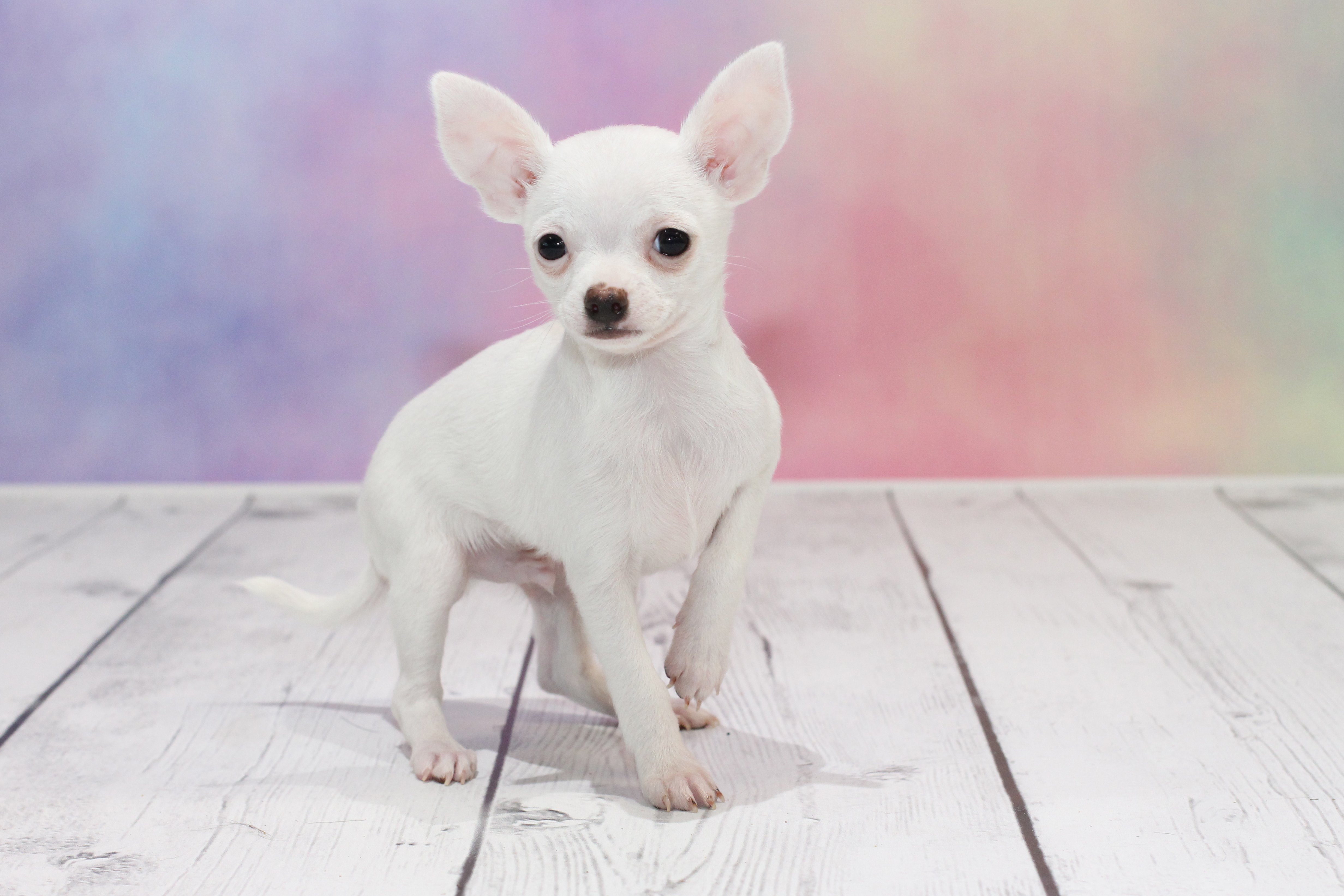 Chihuahua For Sale, Could This Pint-sized Breed Be Right For You?