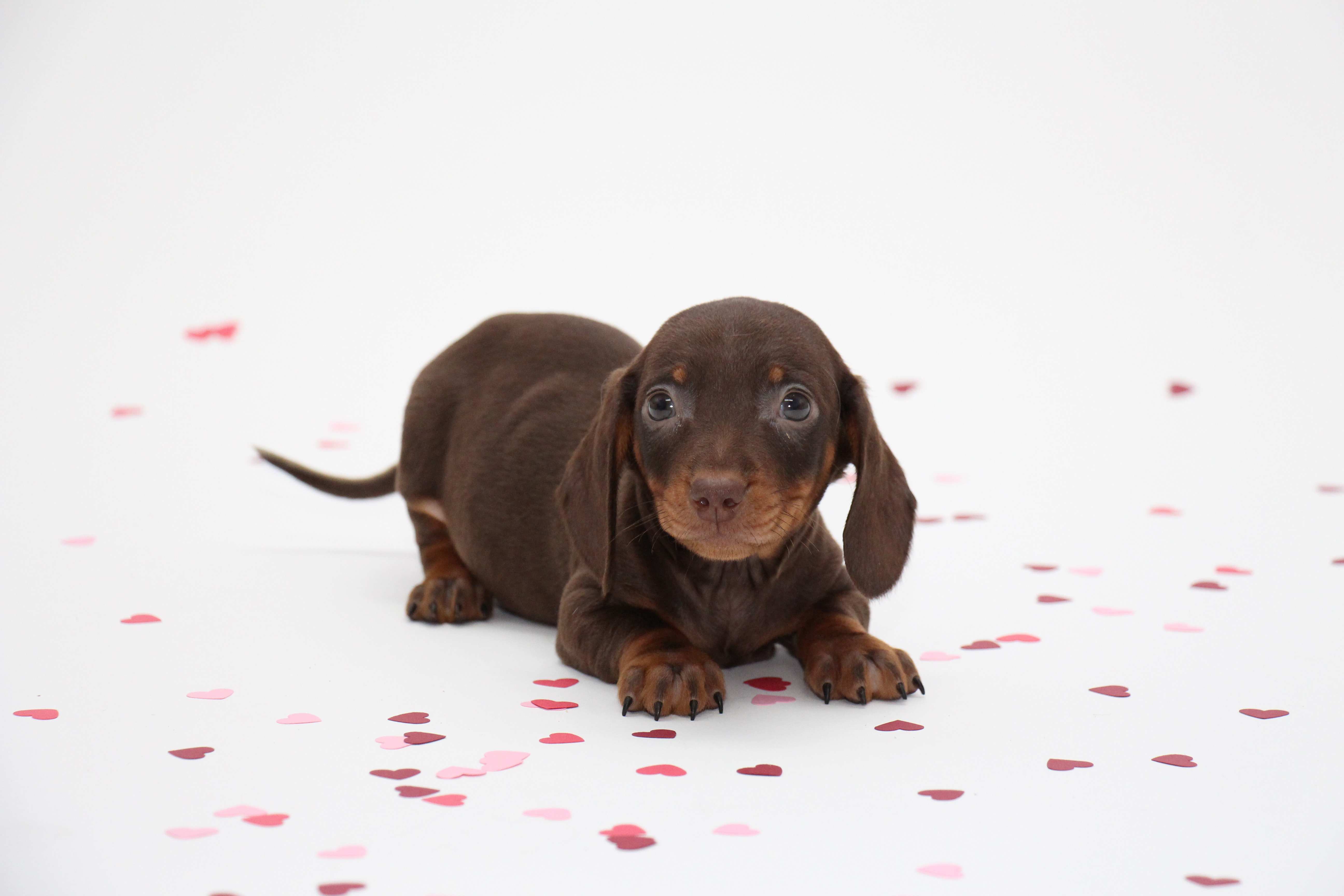 The Dachshund: Remarkable Facts about this Fierce Breed