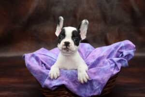 french bulldog puppies for sale