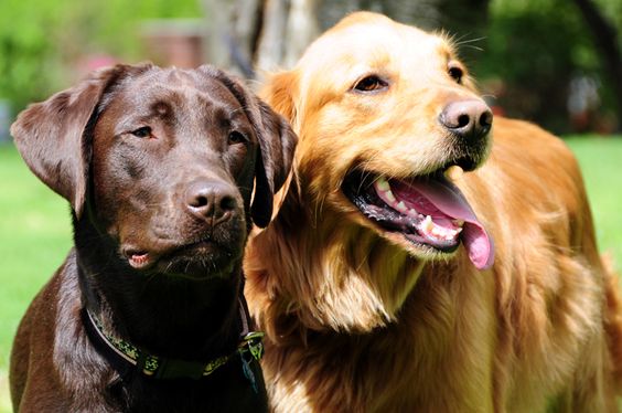 Puppy Breeds That Are Overwhelmingly Affectionate