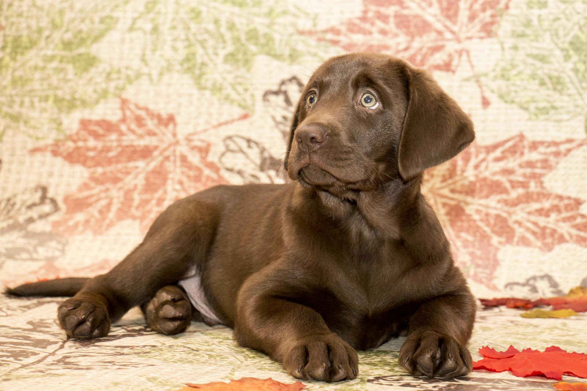 The Labrador Retriever – America’s Favorite Dog Breed!