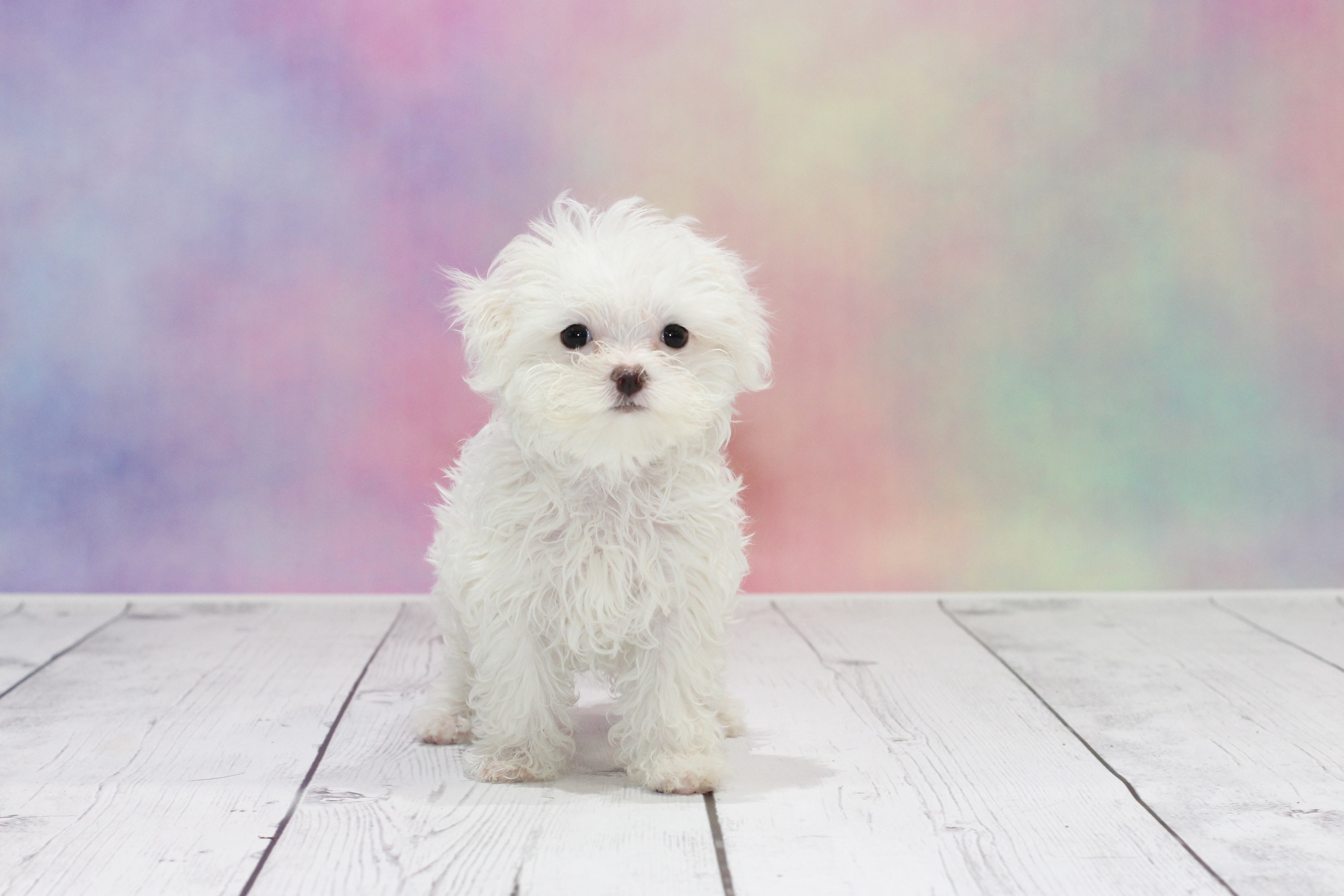 The Maltese – Fun Facts about this Aristocratic Breed!