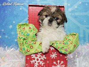 Shih Tzus – What Do You Know about the Revered “Lion Dog”?