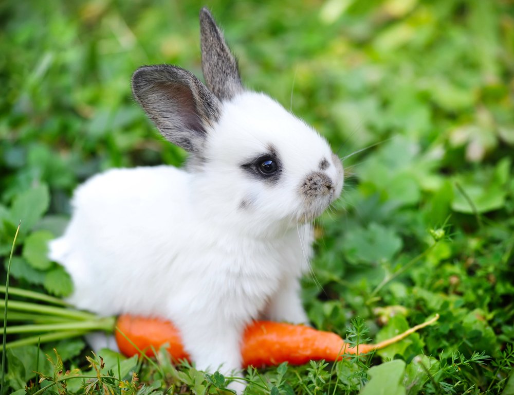 5 Popular Pet Bunny Breeds for Families