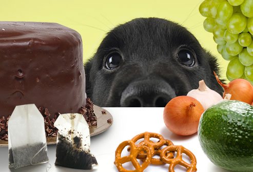 Treat or Toxic? Foods to Keep Away from Your Pooch!