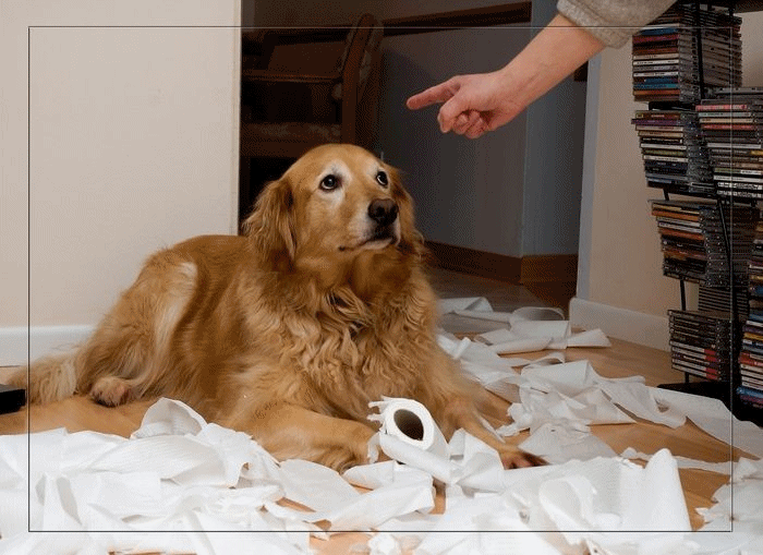 Dog Training Mistakes You Could Be Unintentionally Making with Your Pooch!