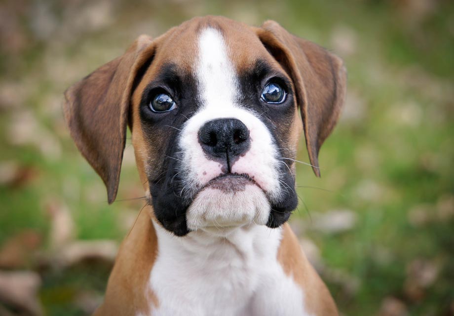 Boxer Puppies for Sale – This is the Breed Your Family Needs!