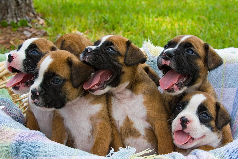 Boxer Puppies for Sale, Don’t Let This Sweet Breed Pass You By!