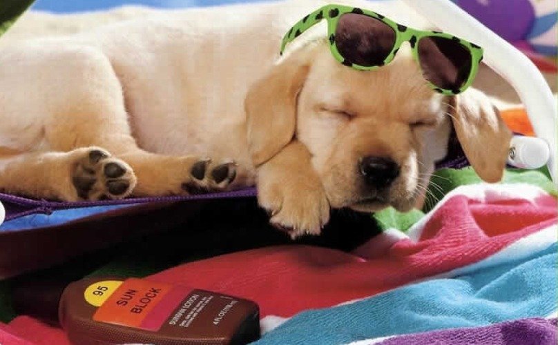 7 Ways to Keep Your Pup Cool This Summer!