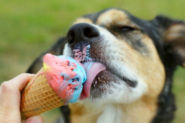 5 Frozen Homemade Dog Treats for Your Cool Pup!