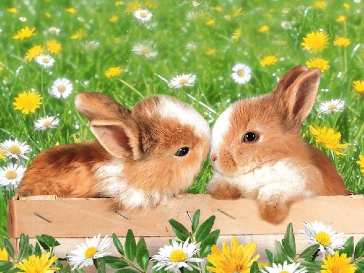 Bunny Treats – We Found Some Great Homemade Recipes!