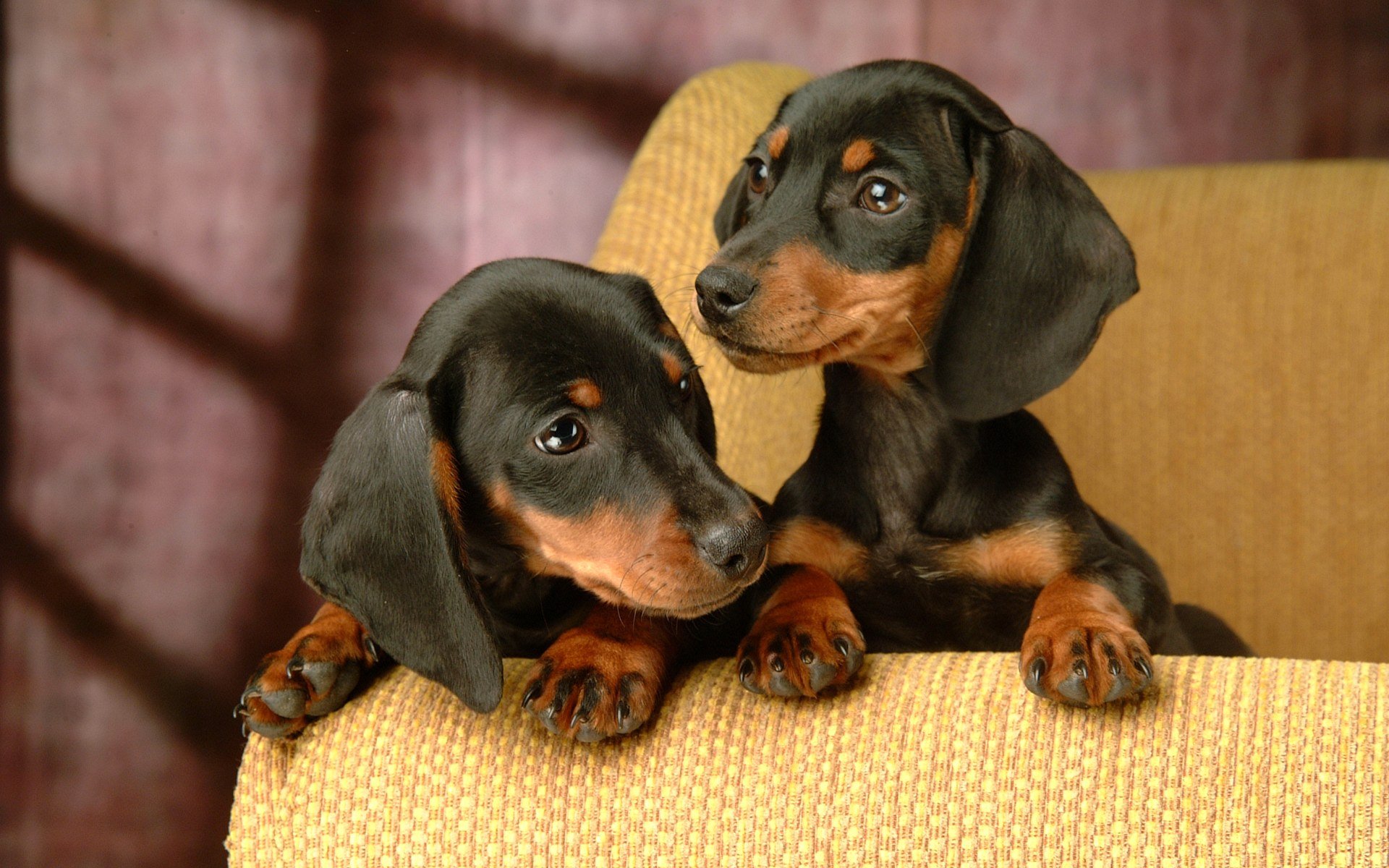 Dachshund Puppies for Sale, What’s Not to Love About the Weenie-Dog?