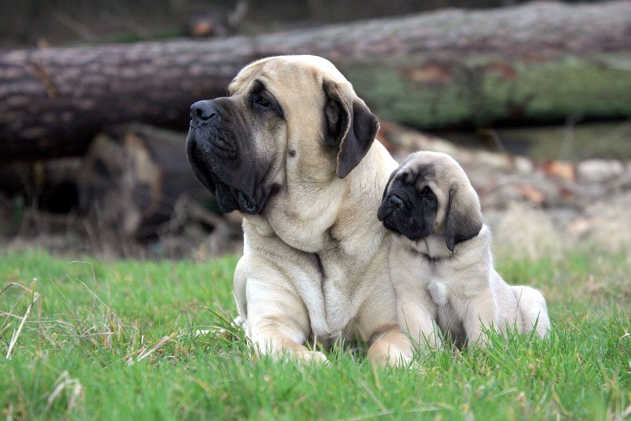 Second Dog? 7 Ways to Know You’re Ready