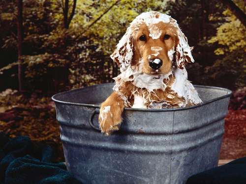 Summer Bathing, Are You Doing It Right?