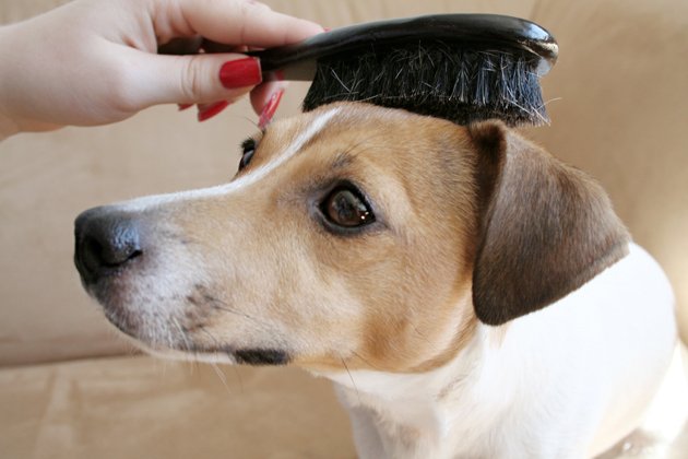 6 Important Reasons Why You Should Brush Your Dog Regularly