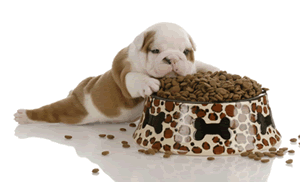 6 Steps for Choosing the Right Dog Food for Your Dog